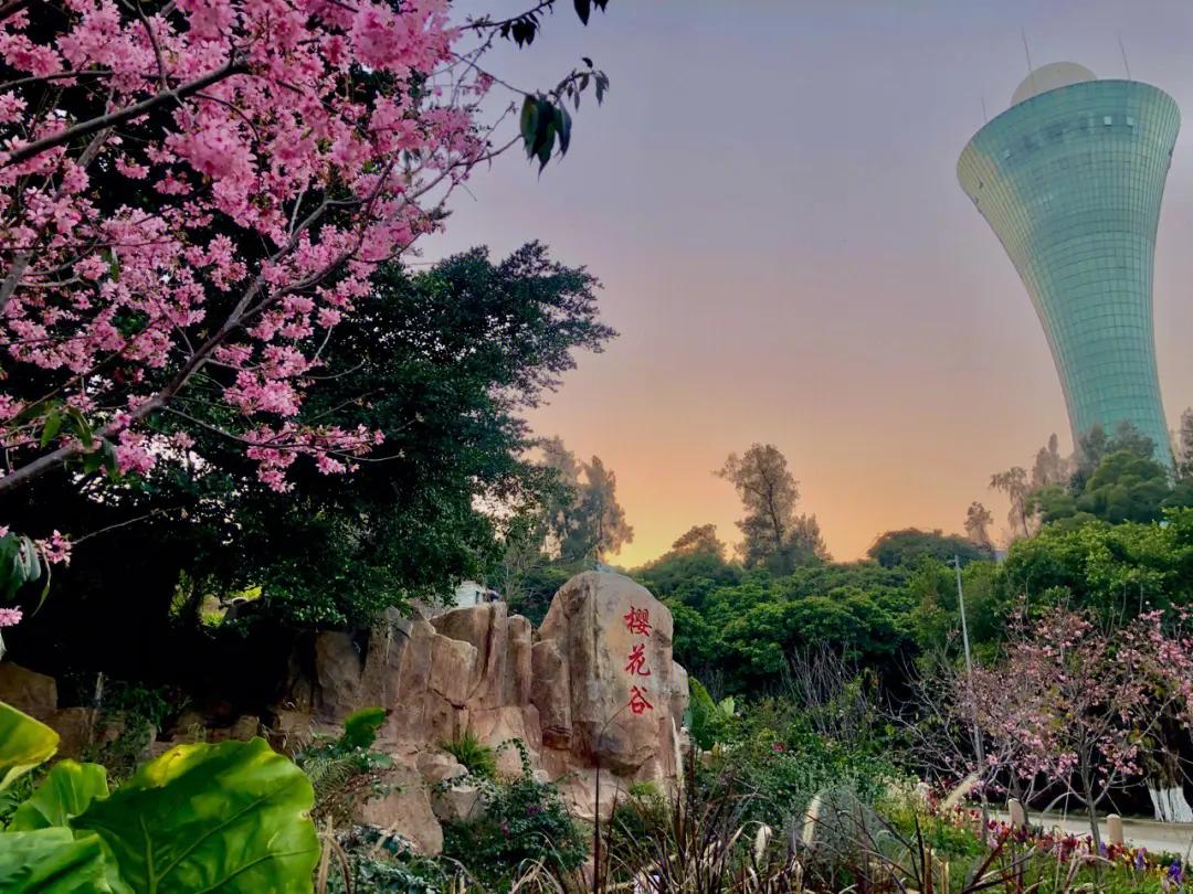 厦门游玩不被坑攻略,厦门哪里好玩又便宜