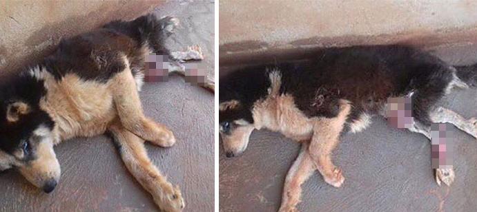 黑心狗厂逼迫反复生育至瘫痪的哈士奇，被拯救后活成了小公主