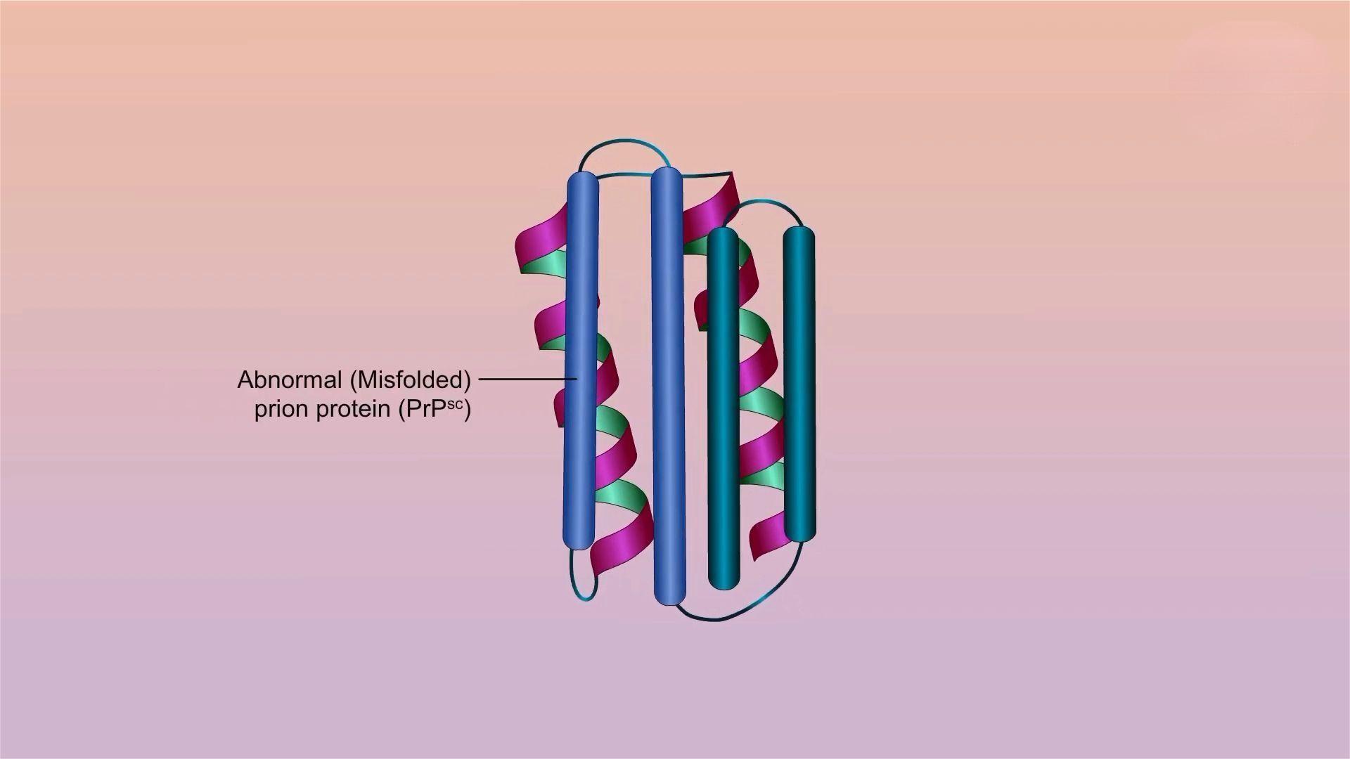朊病毒防止人类自相残杀,致死率高达100%的病毒