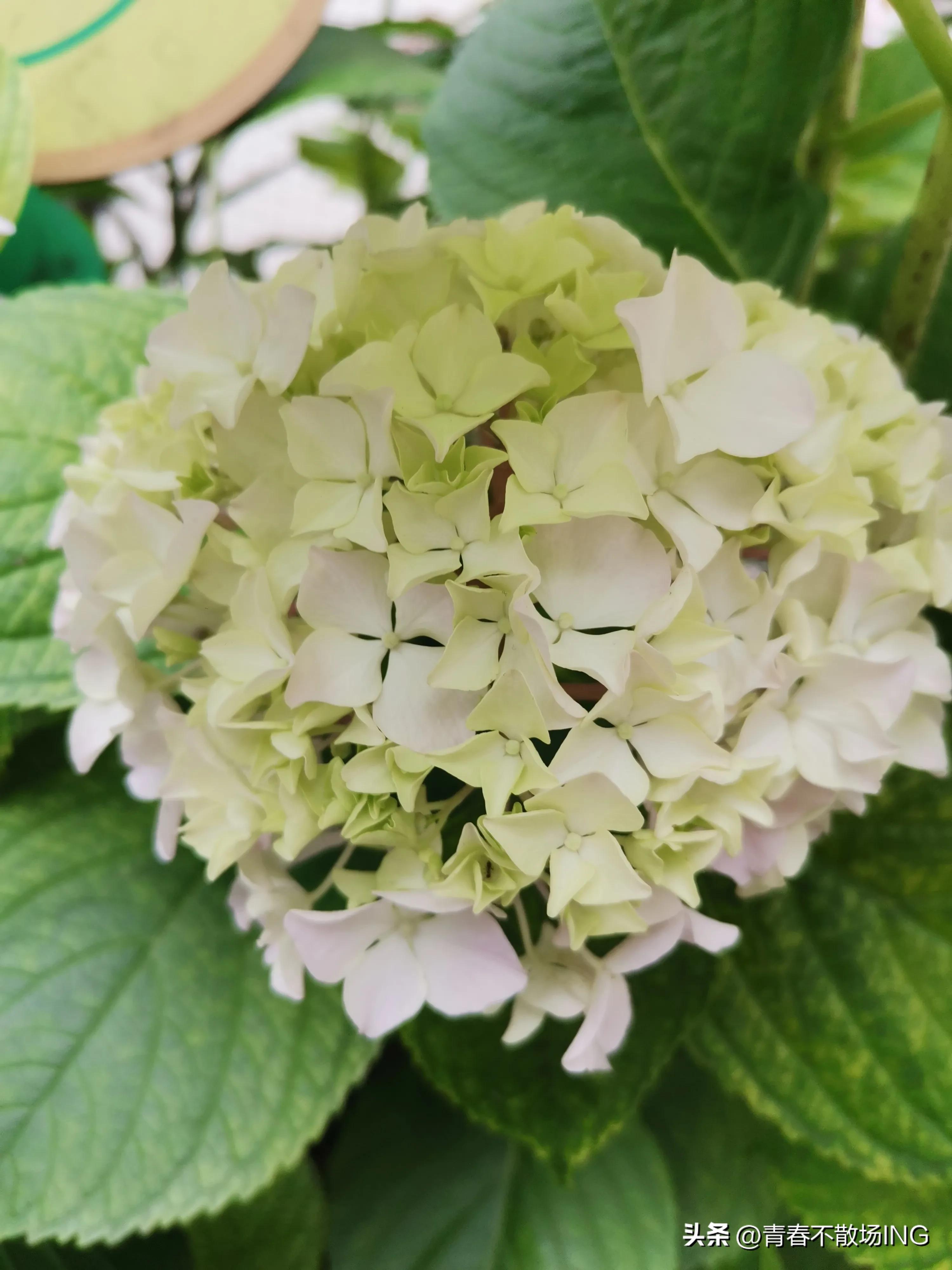 我妈住院了原版,我妈住院图片