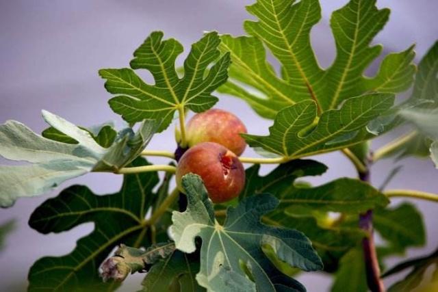 在家养无花果,无花果怎么养能长得快