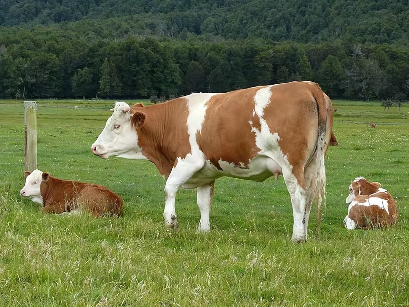 牛价已跌到谷底了吗,牛价格跌破成本线时间