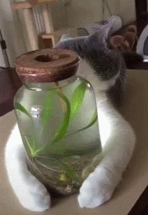 最不建议养的10种猫,最不建议养的5种猫