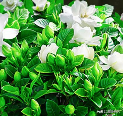 常见花的养护知识大全,各种花卉植物养护要点有哪些