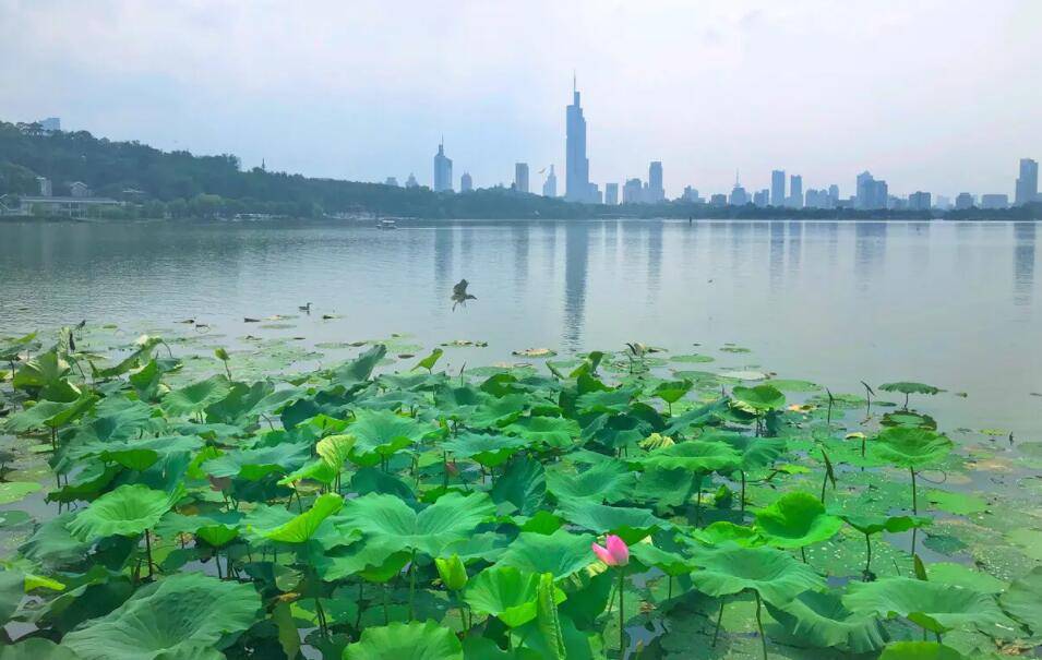江南三大名湖玄武湖,南京玄武湖和杭州西湖人文景观