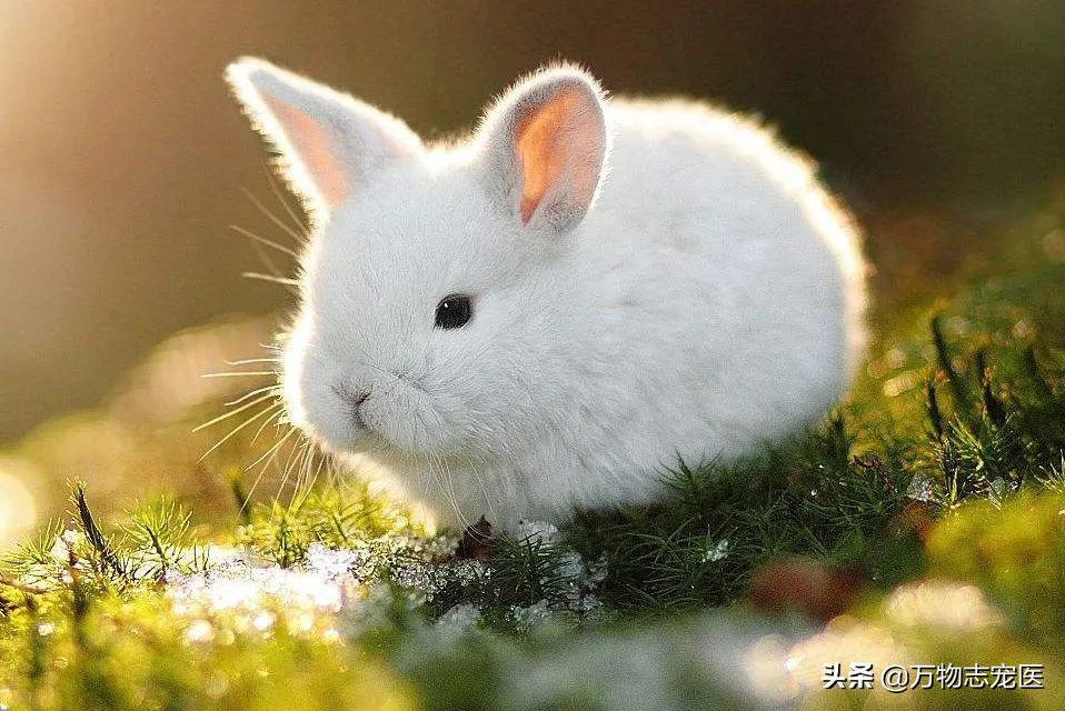 兔子的尾巴长不了打一字,你知道其实兔子的尾巴并不短吗