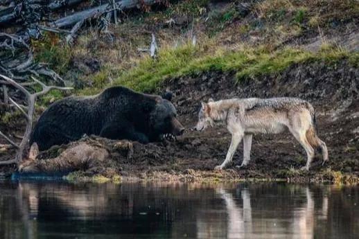 黑熊为什么害怕东北虎,狼群为什么不怕大棕熊怕老虎