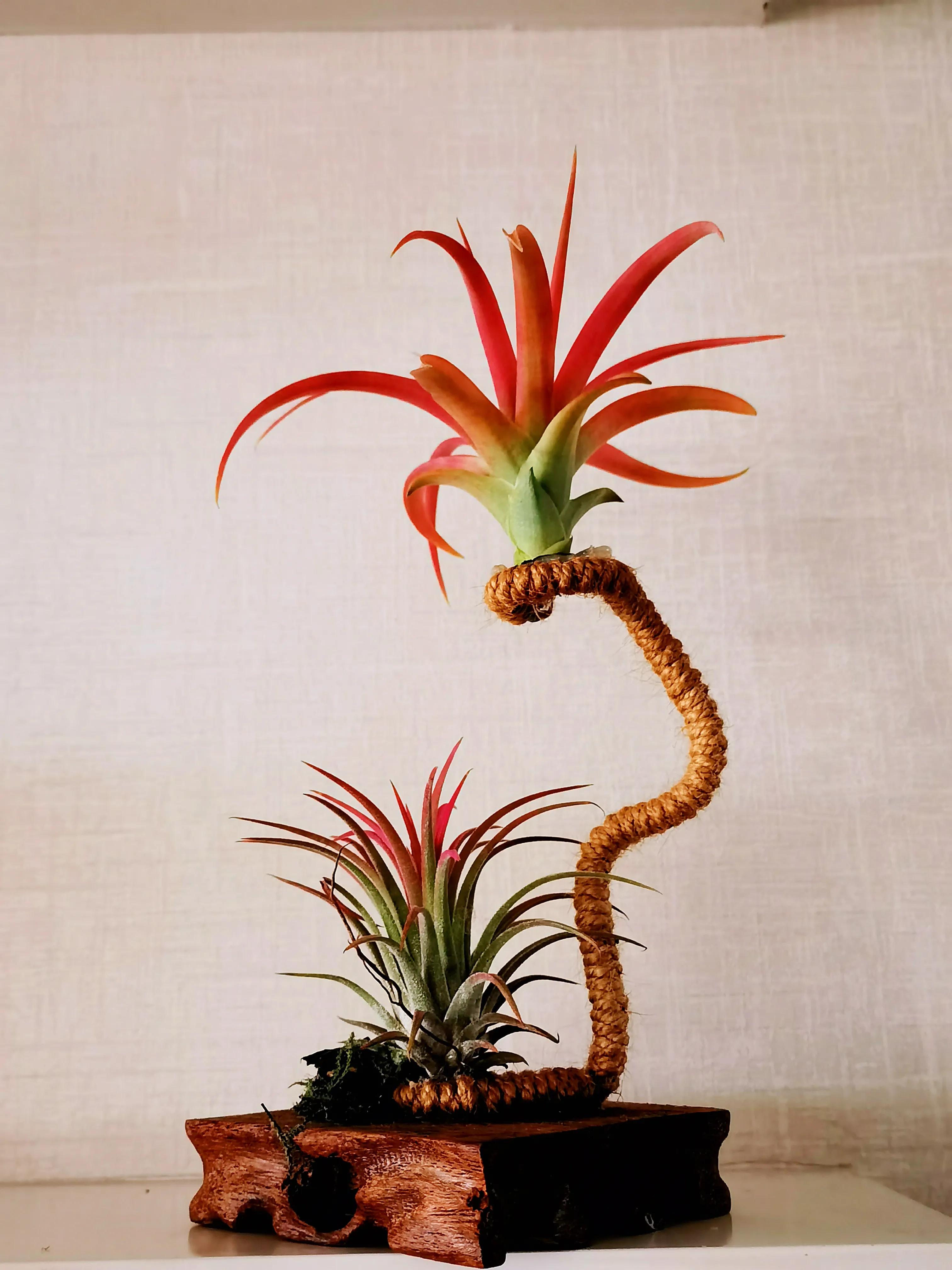 一盆兰花一个世界,一盆兰花图片大全