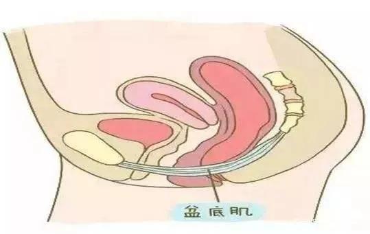 盆底肌紧缩手术的效果好吗,盆底肌松弛做紧缩术有用吗