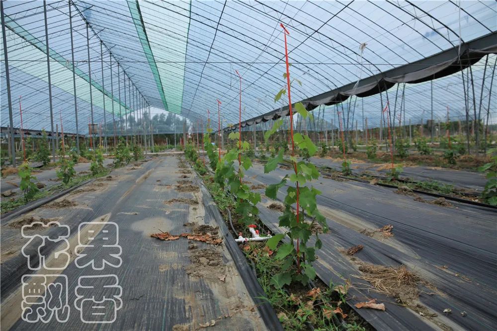 农业创收有妙招,农业应该怎么赚钱