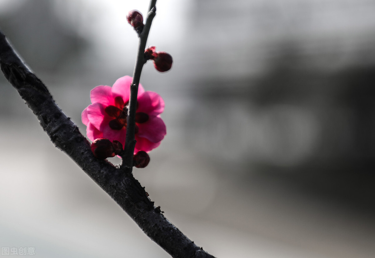 筷子小说,筷子短篇小说