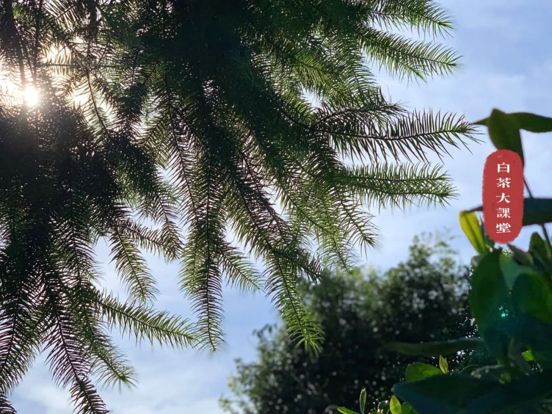 买白茶送的焖烧壶是真的316吗,买白茶送1500焖烧壶