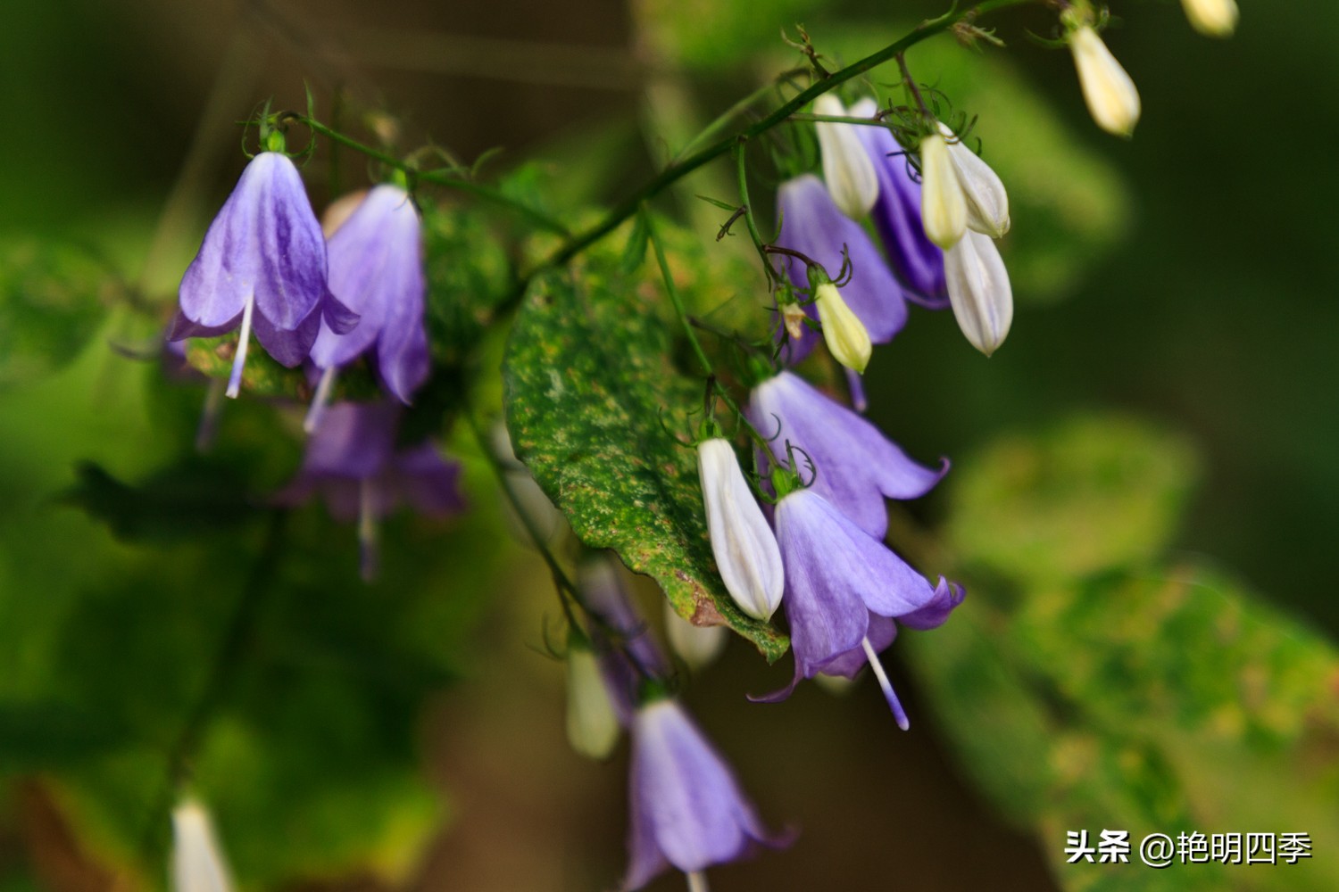 平谷老象峰风景区,北京平谷老象峰