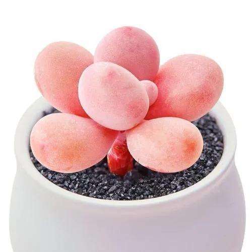 桃蛋叶片又瘪又长怎么办,桃蛋爱掉叶子怎么回事