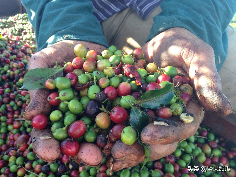 巴西国土资源有多好,巴西盛产什么农业产品