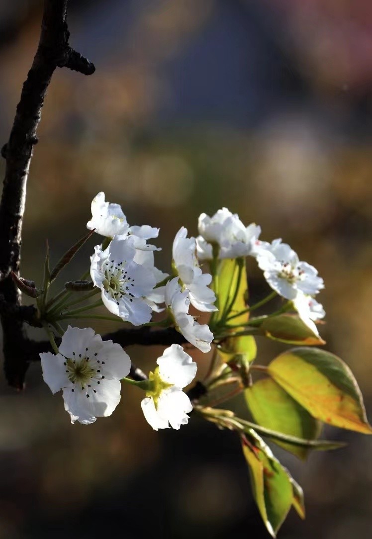 寻找最美春天｜花开四月，翻涌春日悸动！