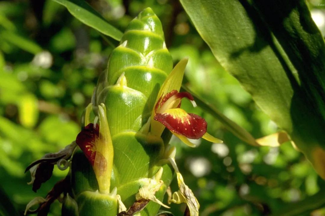 12种香料及分量,姜科植物的香料有哪些