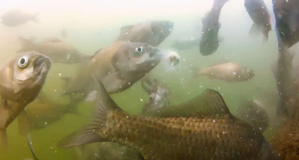 不同鱼情不同钓法,不同鱼适合的吃法