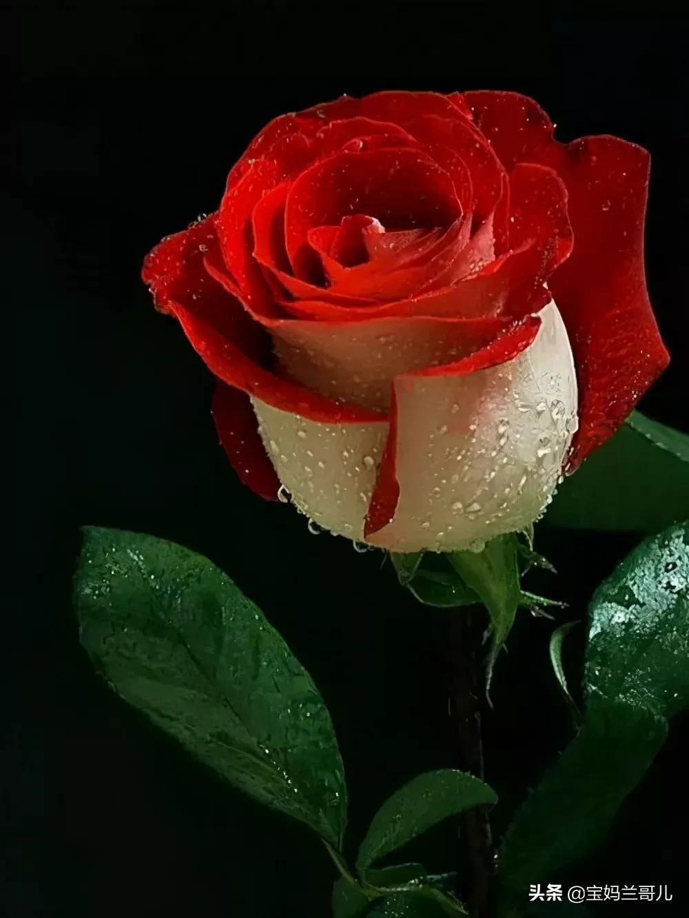 漂亮又特别的玫瑰花图片,特别漂亮的彩色玫瑰花图片