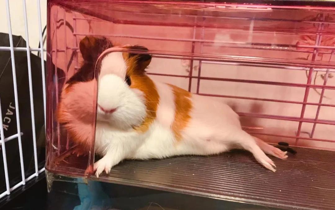 春节荷兰猪安全养护宝典