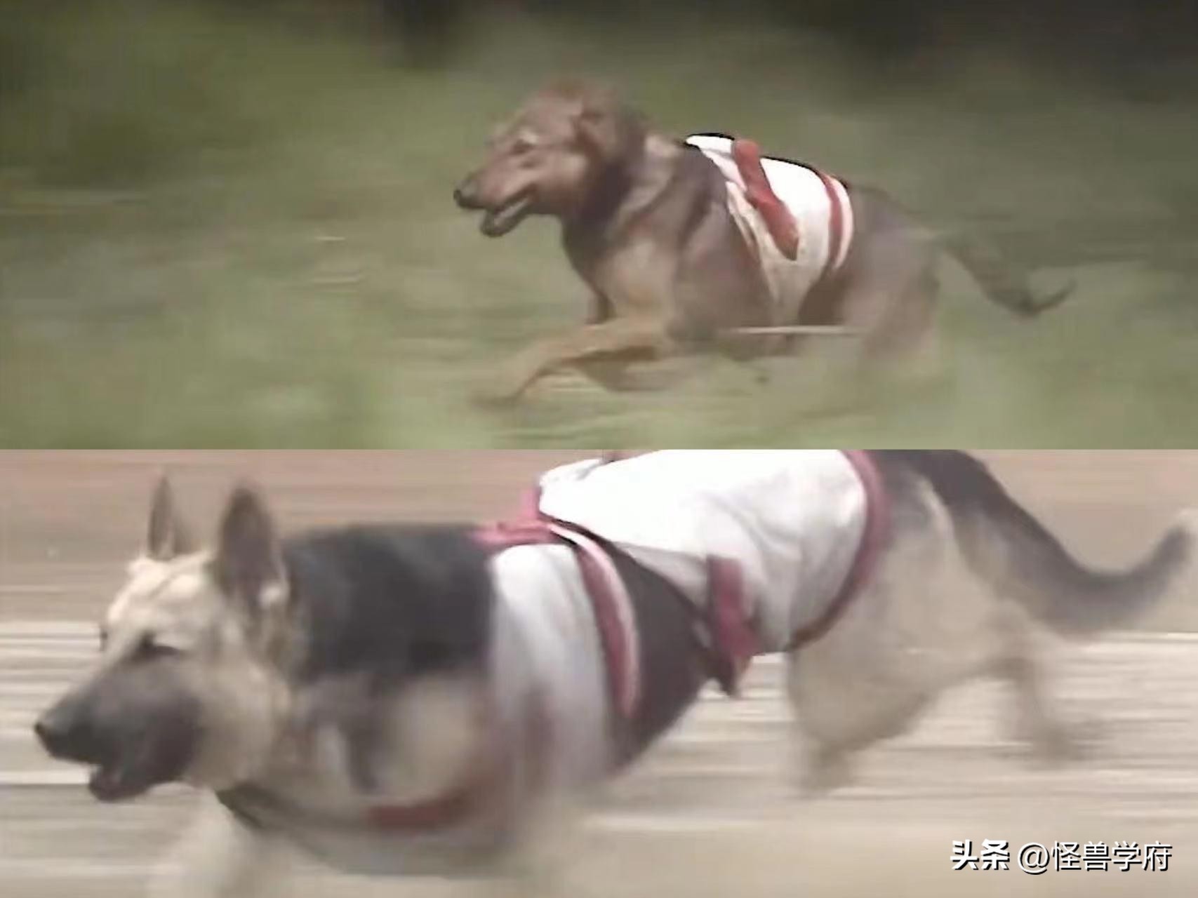 输血管跟电线杆都还能忍，但那个玩手机的，真拿观众当傻子不成？