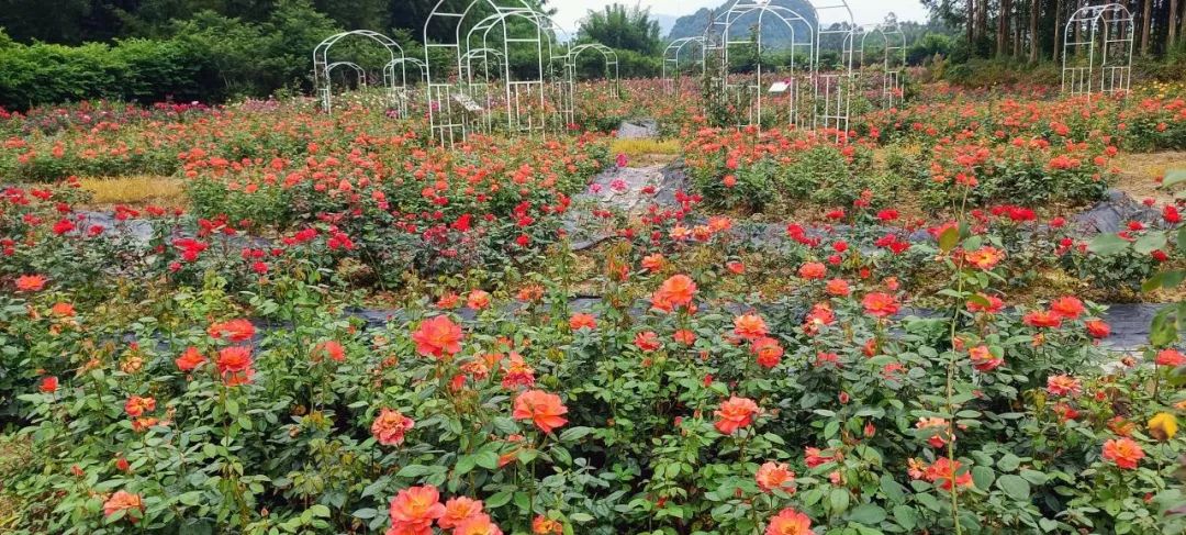 广西旅游攻略天洞,广西旅游攻略大明山