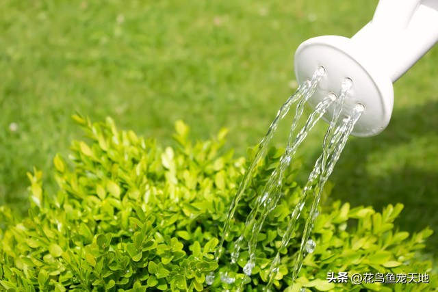 刚买回来的茉莉花水培,刚买回的茉莉花苗怎么盆栽