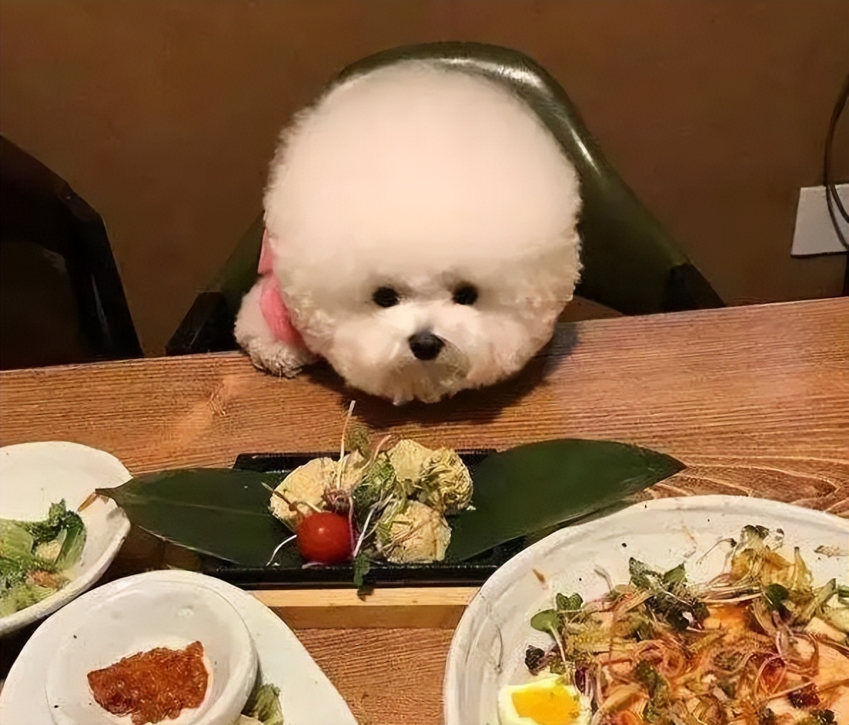 比熊犬泪痕处理方法,比熊犬泪痕特严重怎么办