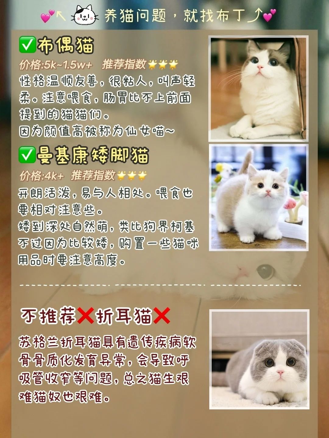 新手养猫选择哪个品种猫,养猫新手选哪一种猫便宜性格好