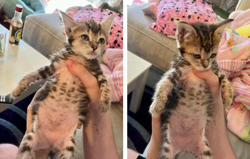 奶猫腹部稍硬就是要排便,奶猫体检