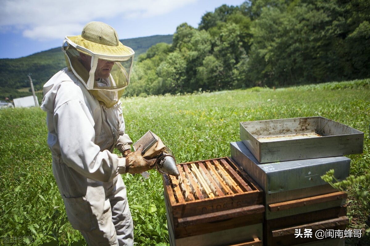 蜜蜂养殖技术防逃技术,蜜蜂养殖之蜜蜂发育周期
