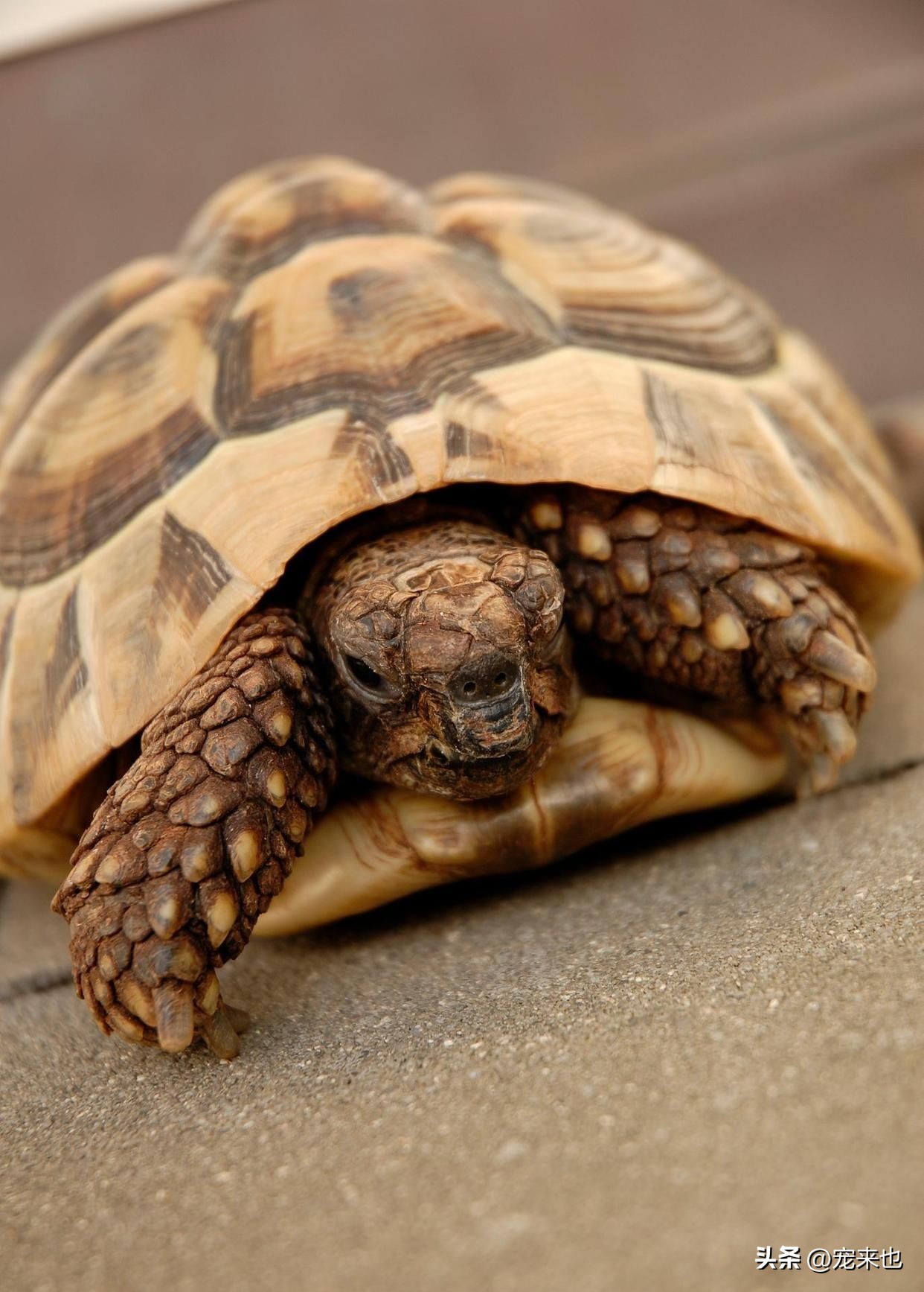 阿莫西林治乌龟肺炎,乌龟肺炎阿莫西林怎么使用