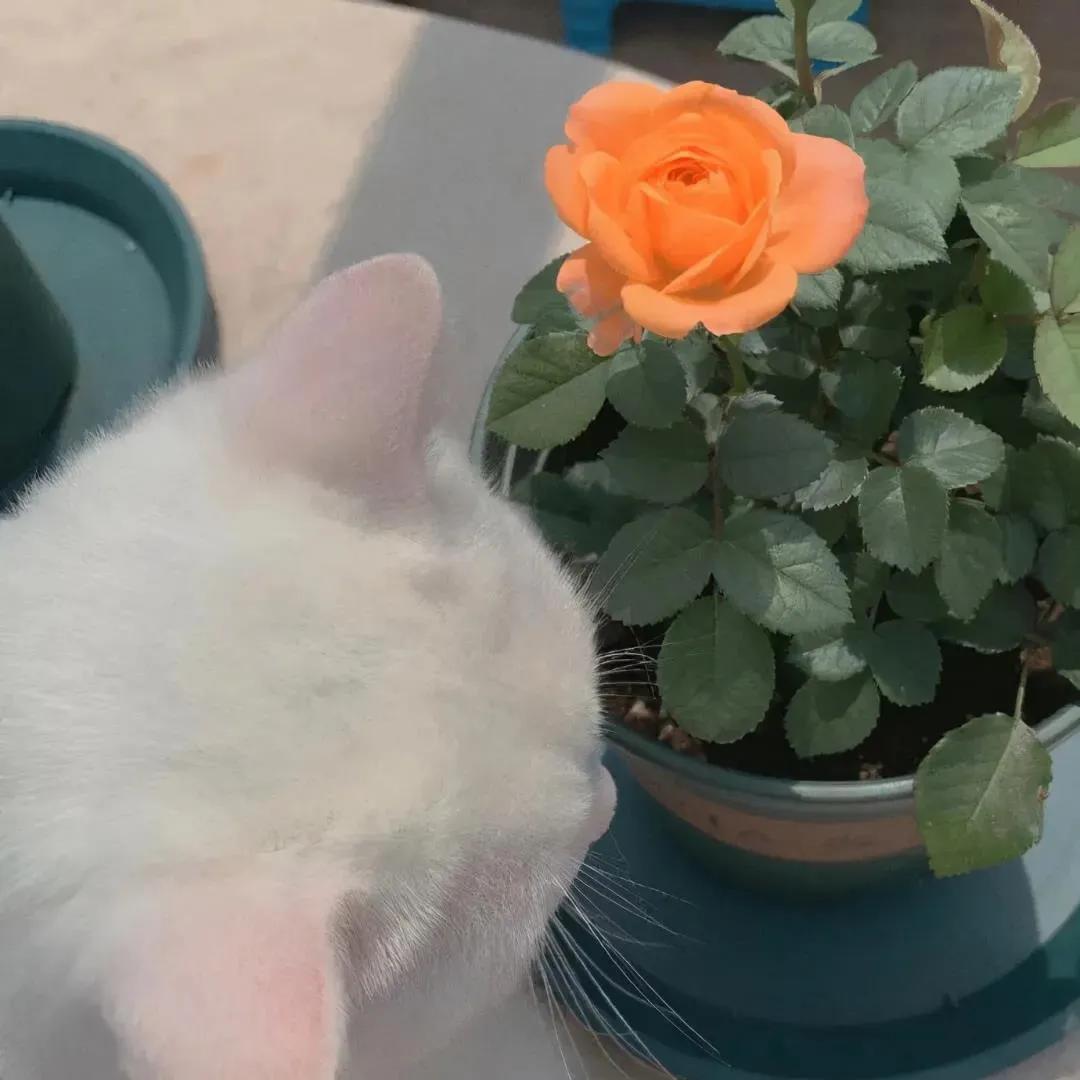 分享欲是最高的浪漫主义图片,分享欲是最高的浪漫主义长文