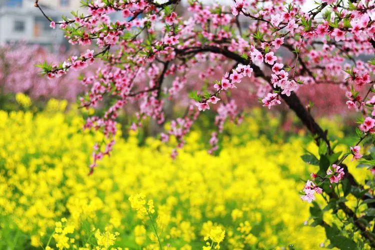 成都网约车司机确诊行动轨迹,采访随州网约车司机