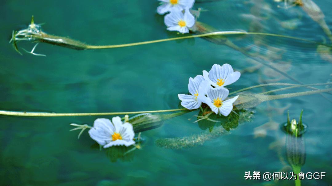 泸沽湖摩梭人的民族文化,丽江摩梭人美食