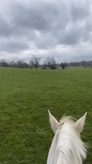 抖音卡塔尔小王子是真的王子吗,卡塔尔王子入驻抖音人们的评价