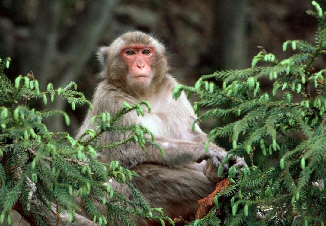 古猿进化成人类的标志,人类的屁股为什么那么大