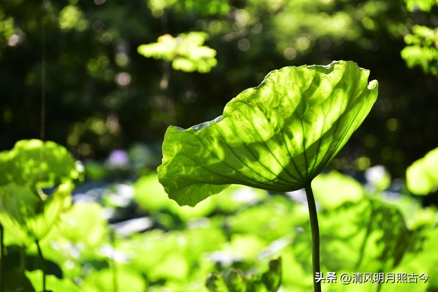 描写立夏景色的古诗词,关于立夏的季节的诗词