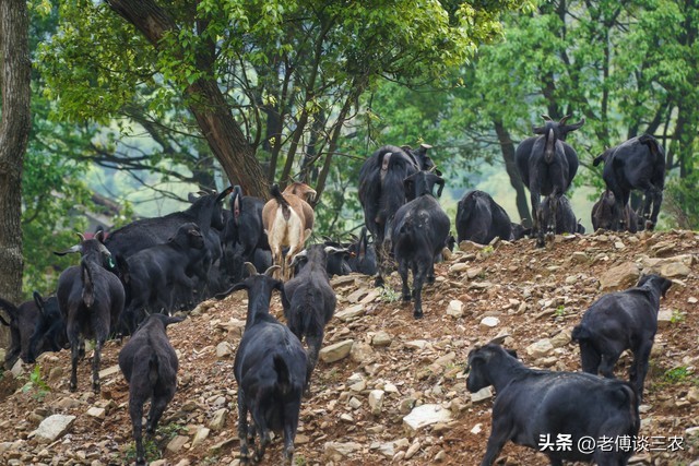 养50只母黑山羊一年能赚多少钱,养五十只黑山羊一年能赚多少钱