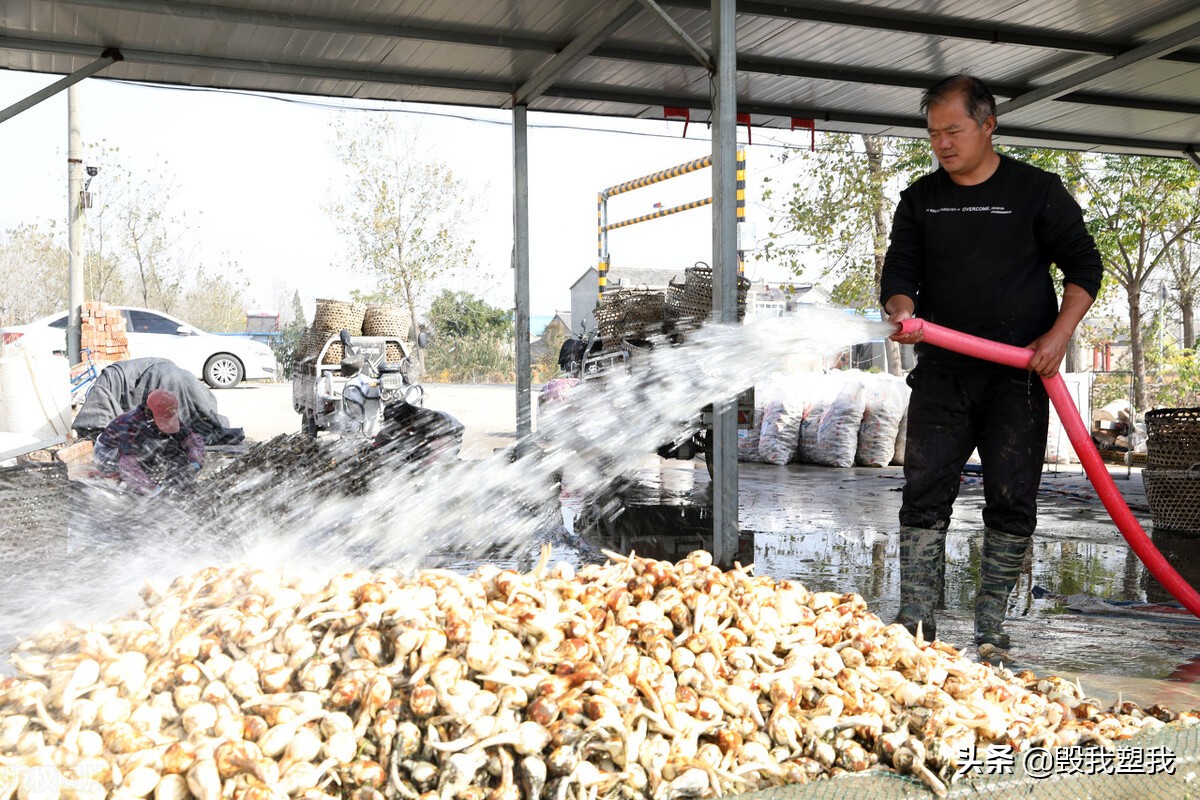 珠海斗门疍家人,疍家人珠海斗门