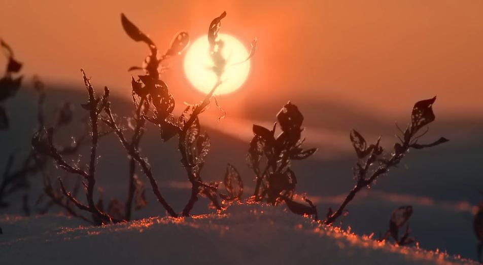 俄罗斯涅涅茨人养驯鹿,俄罗斯驯鹿牧民视频