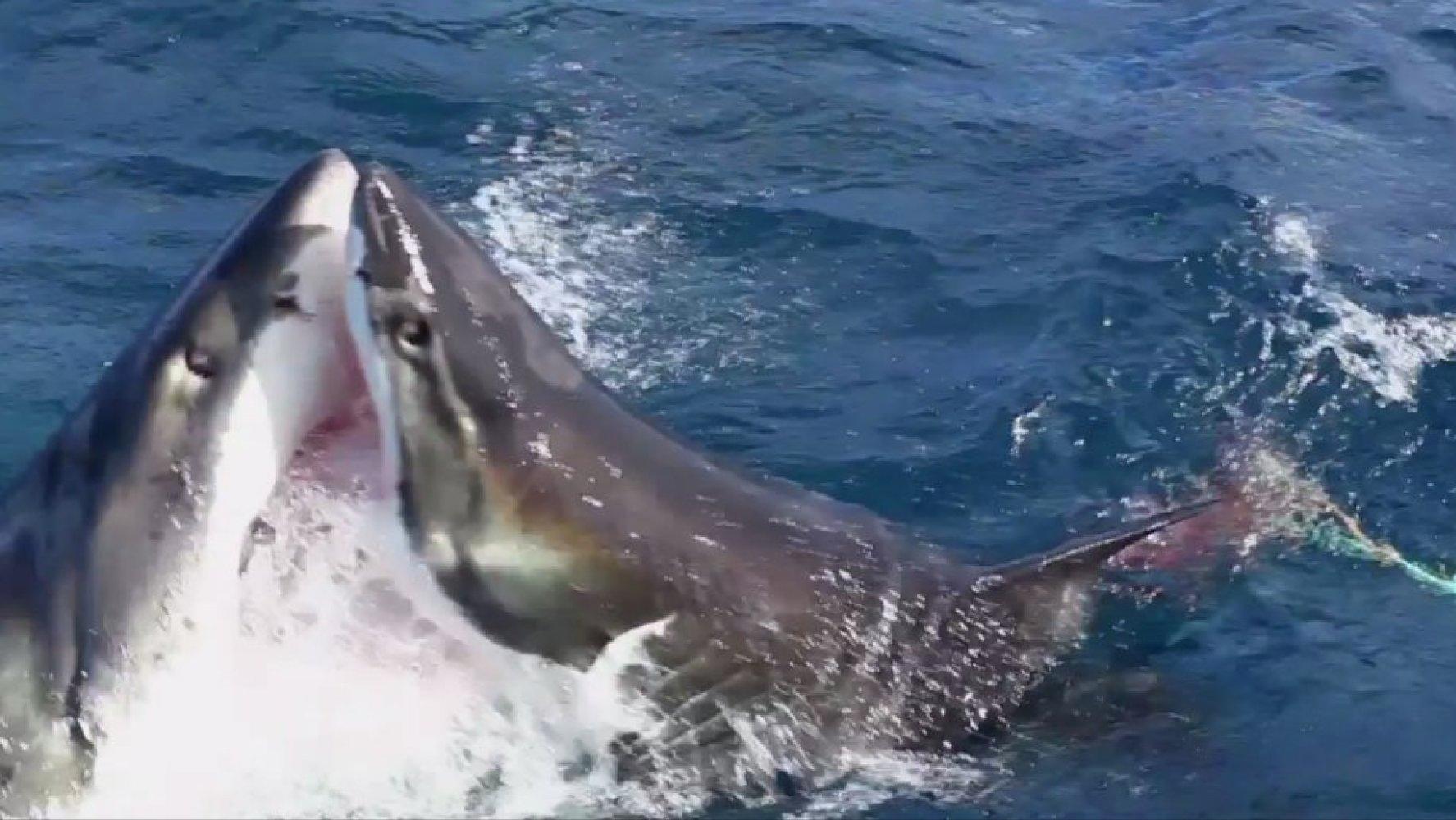 比巨齿鲨更恐怖的十种海怪,比巨齿鲨可怕的六种海怪