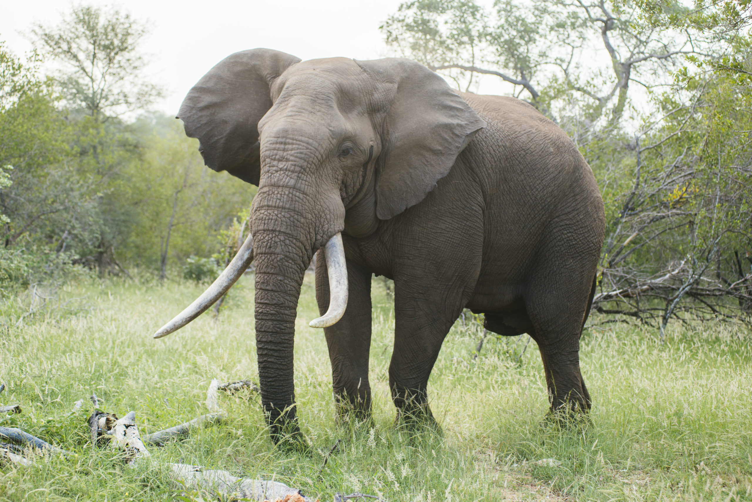 老虎vs大象,当猫科二弟遇到象科老大,谁会笑到最后呢?