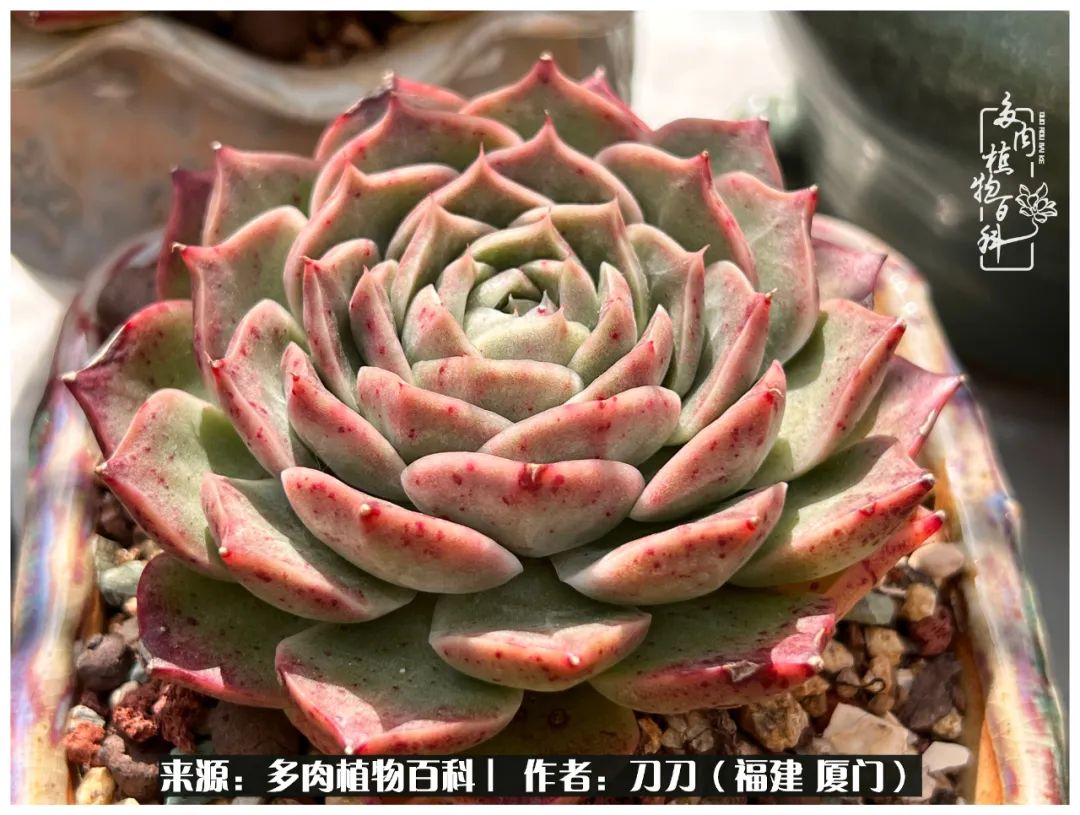 多肉夏季不好养品种有哪些,高花盆为什么养不好多肉