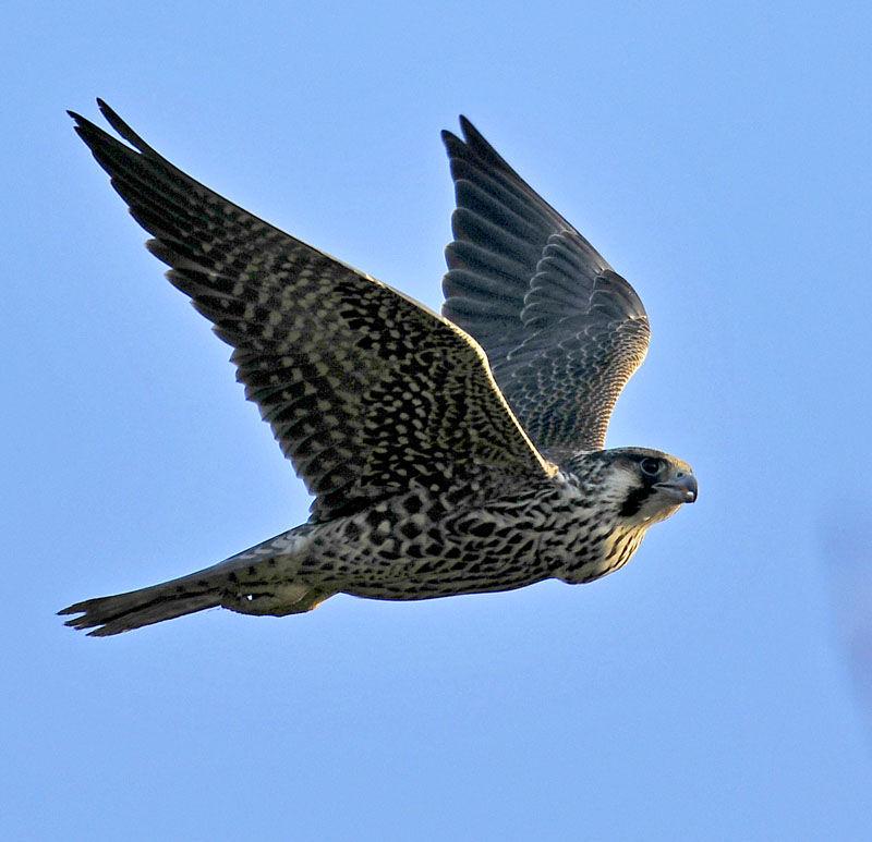 世界上最快的动物排行榜：阿猫阿狗都敌不过它们！