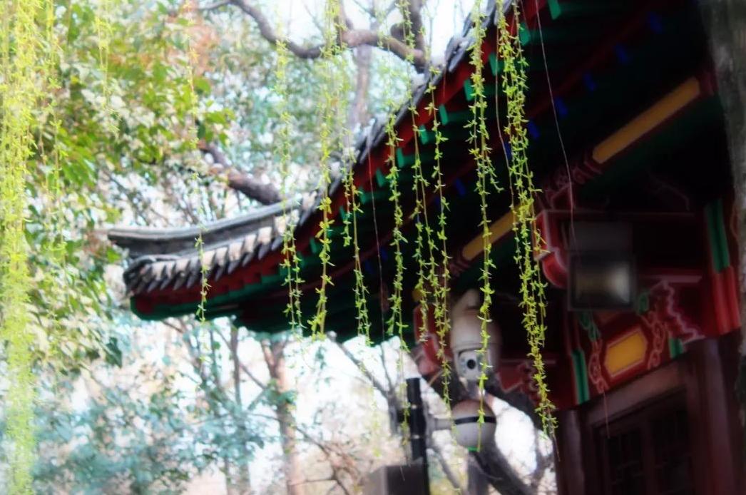 记忆里，某人写给春天最美的一首诗！