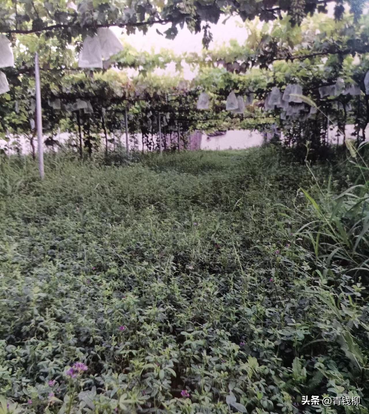 阳光玫瑰葡萄种植土处理,种阳光玫瑰葡萄怎样改良土壤