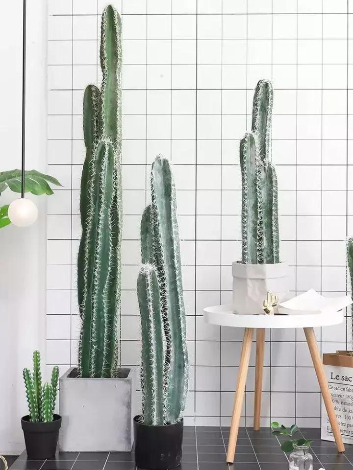 客厅实用盆栽植物有哪些,客厅一般放什么植物盆栽比较好