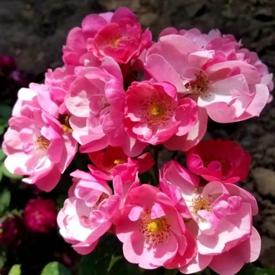 100种迷人的“数字花”,从零到一百万,真是太神奇了