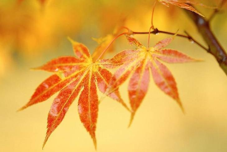 南宋张炎咏雁的词,南宋张炎